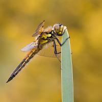 Four Spotted Chaser 5 Four-Spotted Chaser Dragonfly (Libellula quadrimaculata) perched on a Reed. Leicestershire, England.